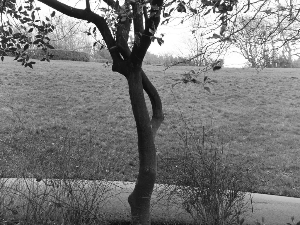 A black and white photograph of a tree with a grass hill behind.