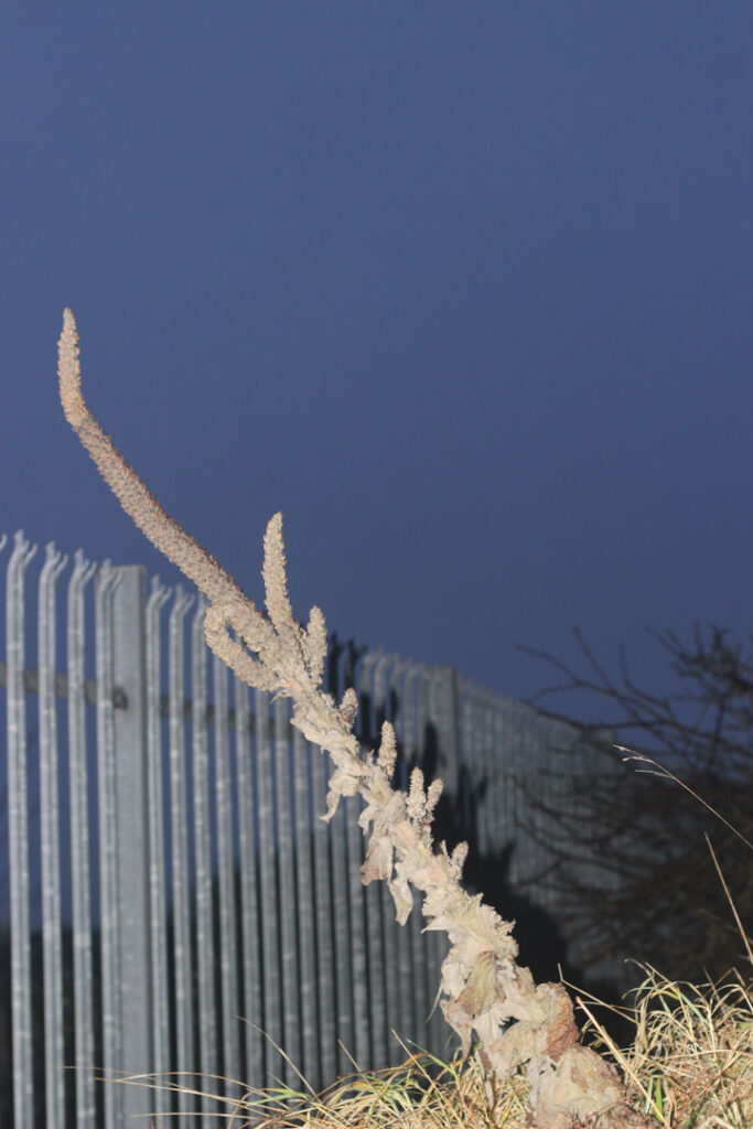 A close up colour photograph of a plant set amongst a metal fence with a blue sky.