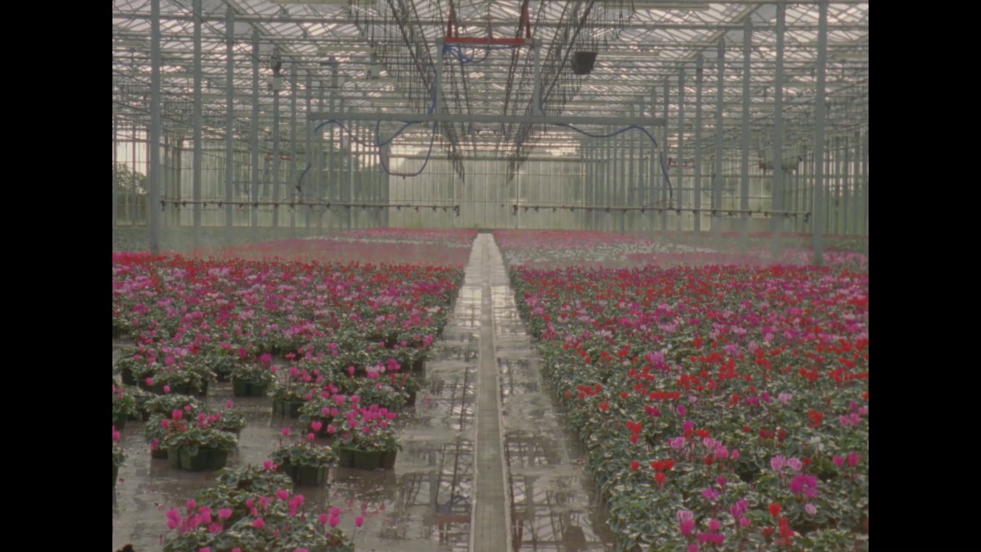 A colour photograph of the inside of a large plant growing factory
