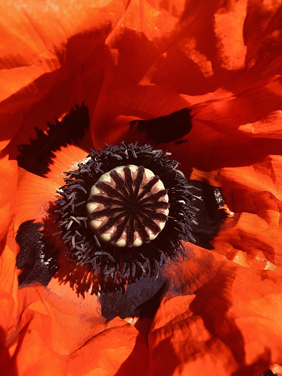 A close up colour image of the inside of a flower.