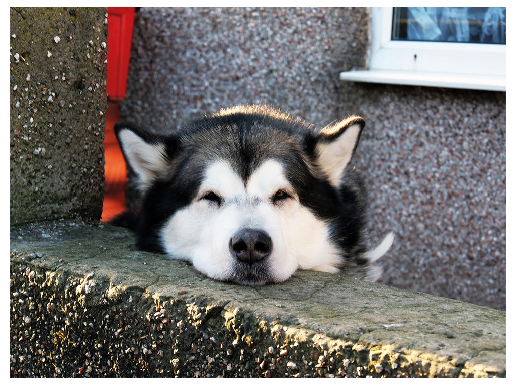 A colour photograph of a black and white husky dog with his head resting on the top of a wall in front of a house. The house and wall is pebble dashed. In the top right hand corner of the photograph is a window of the house with a white frame.