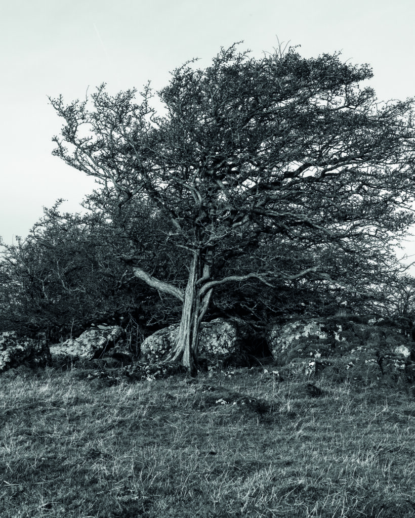 Black and white photograph of a tree with its branches blowing in the wind
