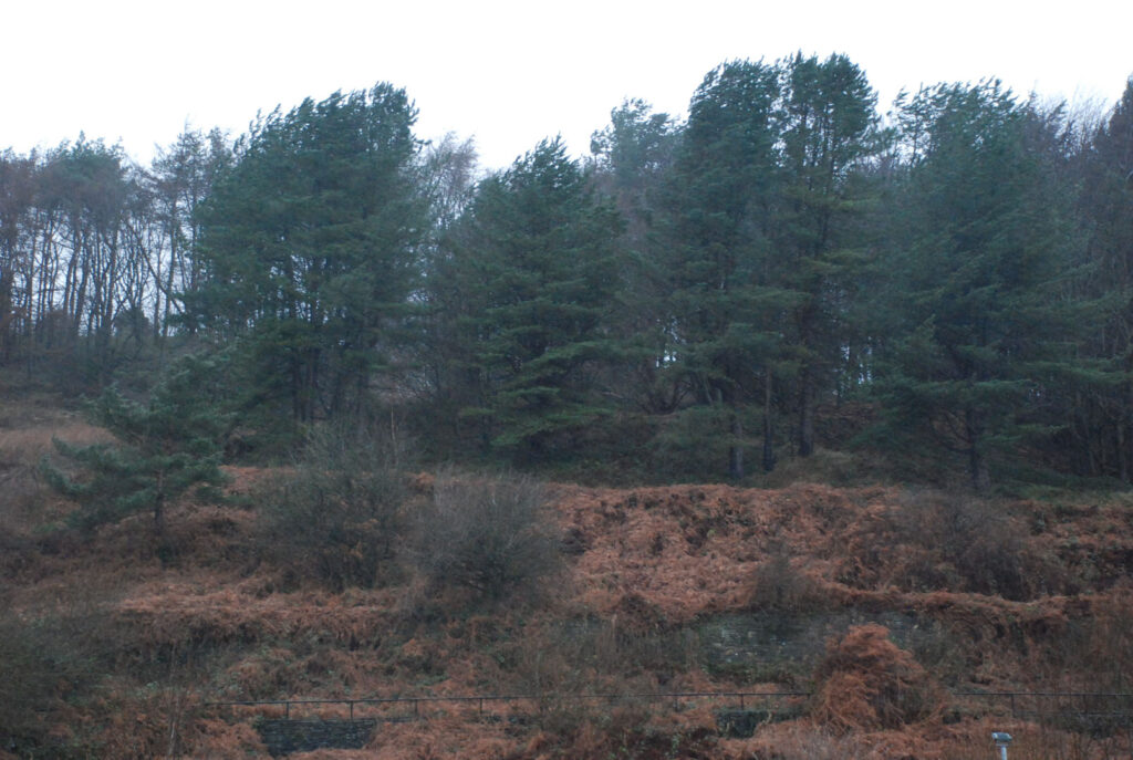 A colour photograph of green trees in a row with brown shrubbery in the foreground.
