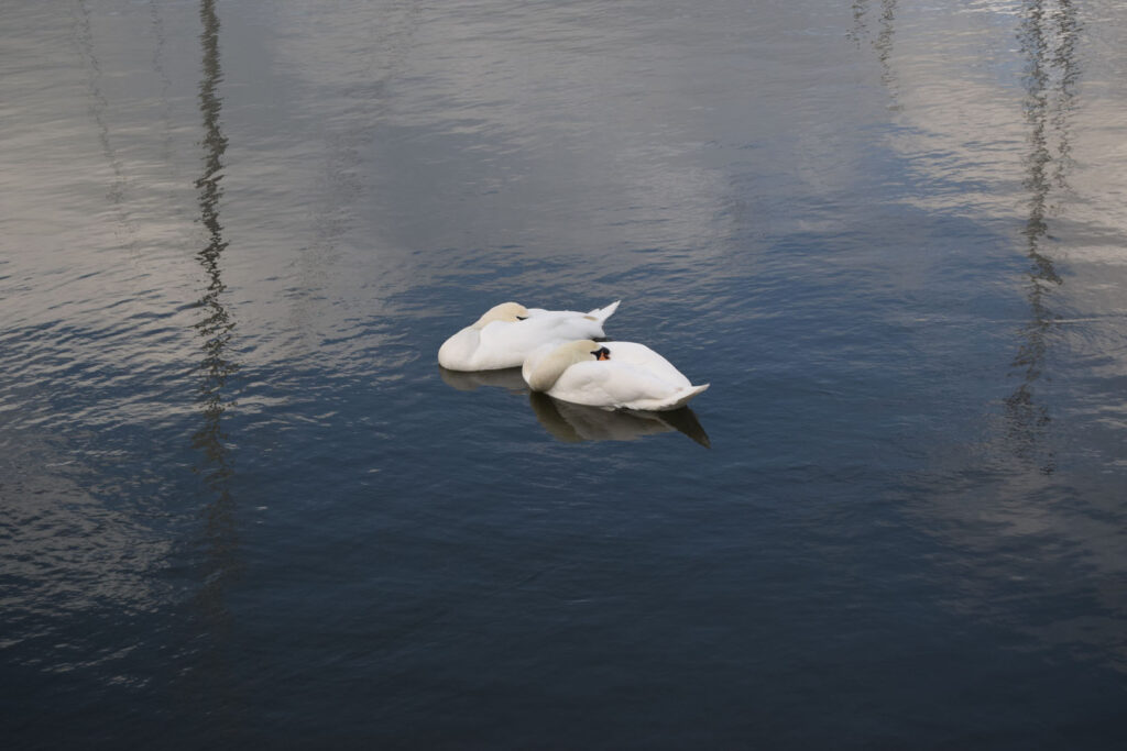 A colour photograph of two swans on the water.