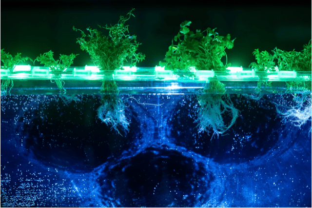 Tom Mortlock Jackson, BIOLLUMINATE