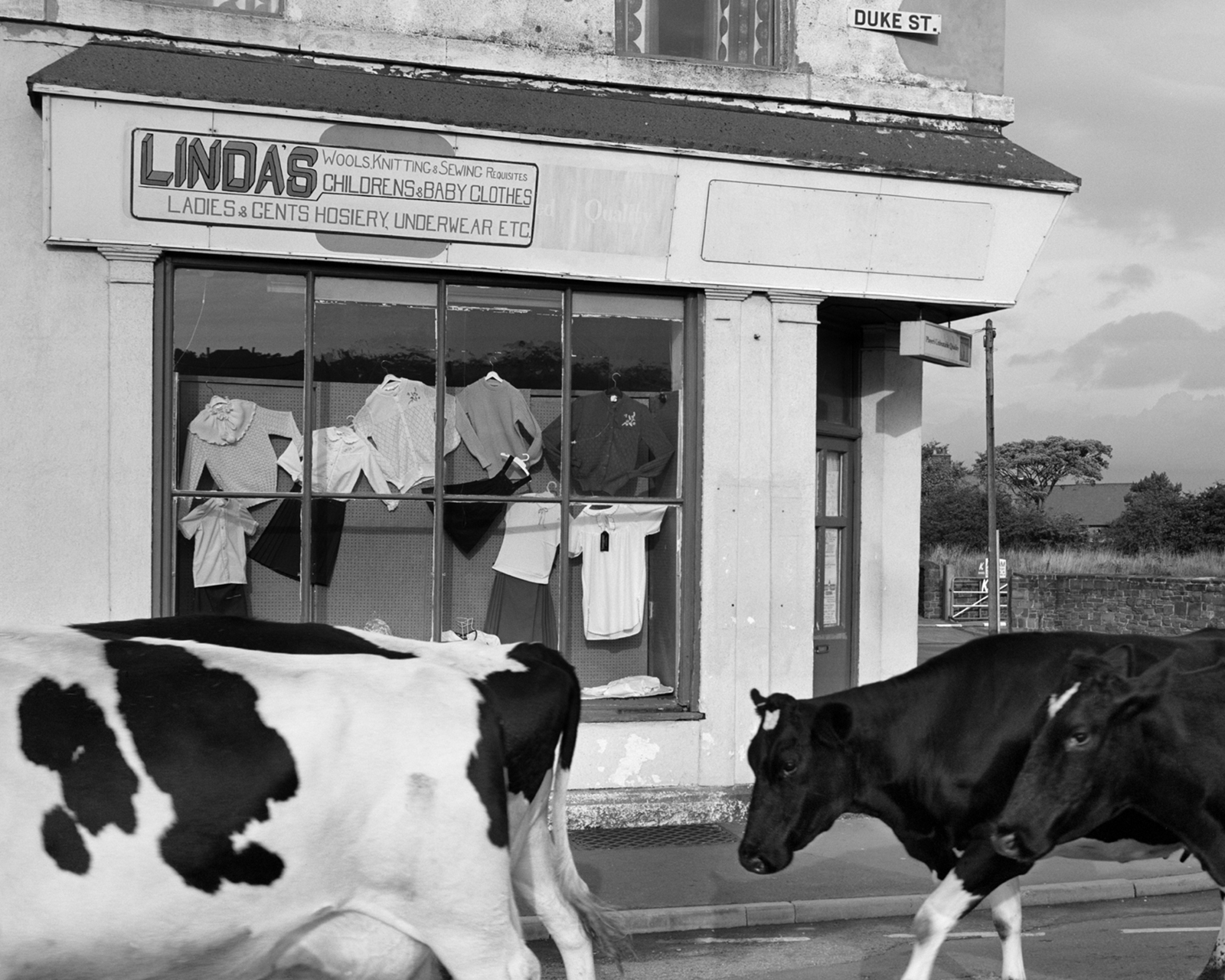 Four Friesian cows on Duke st, Askam-in-Furness, 1982. © Chris Killip Photography Trust - Magnum Photos